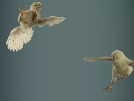 Csibeeső a PETA szpotjában