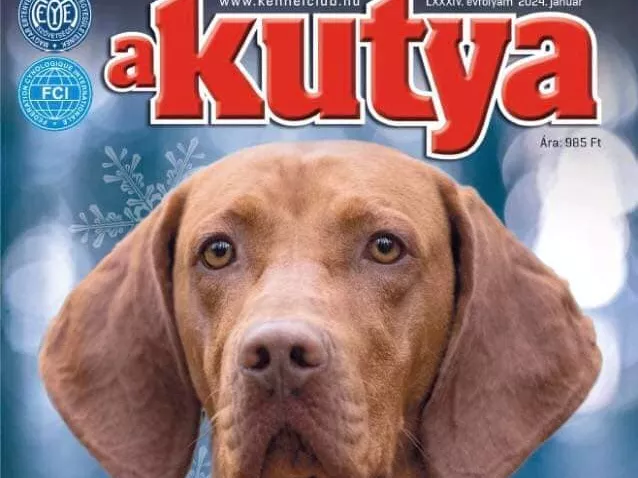 Gyönyörű barna vizslával éled újra a Kutya magazin